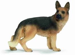 German Shepherd - 16831