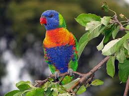 Rainbow Lorikeet 01S