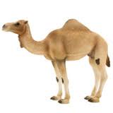 schleich dromedary camel