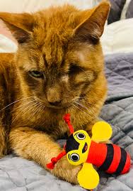 Buzzy Bee: Cat wand