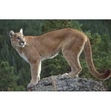 Schleich Cougar