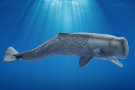 Schleich Sperm Whale