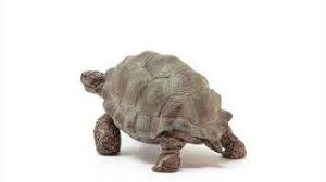 Schleich Giant Tortoise