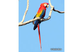 Scarlet Macaw 01S